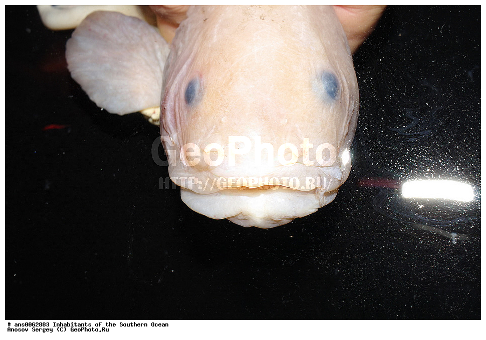 ��������, ��������, ����, ����, �����, �����, ���������, �������������, �����, XYZ, ���������, ������� ������, Liparidae, ������� �������, Paraliparis sp.