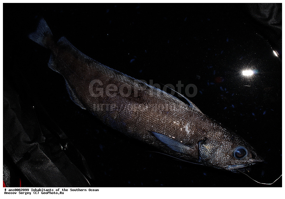 ��������, ��������, ����, ����, �����, �����, ���������, �������������, �����, XYZ, �������, Moridae, ���������� ��������, Antimora rostrata