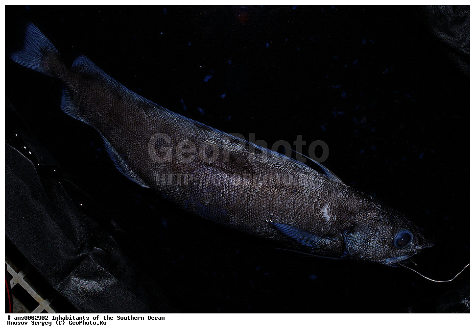 ��������, ��������, ����, ����, �����, �����, ���������, �������������, �����, XYZ, �������, Moridae, ���������� ��������, Antimora rostrata