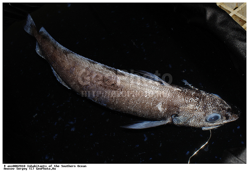 ��������, ��������, ����, ����, �����, �����, ���������, �������������, �����, XYZ, �������, Moridae, ���������� ��������, Antimora rostrata