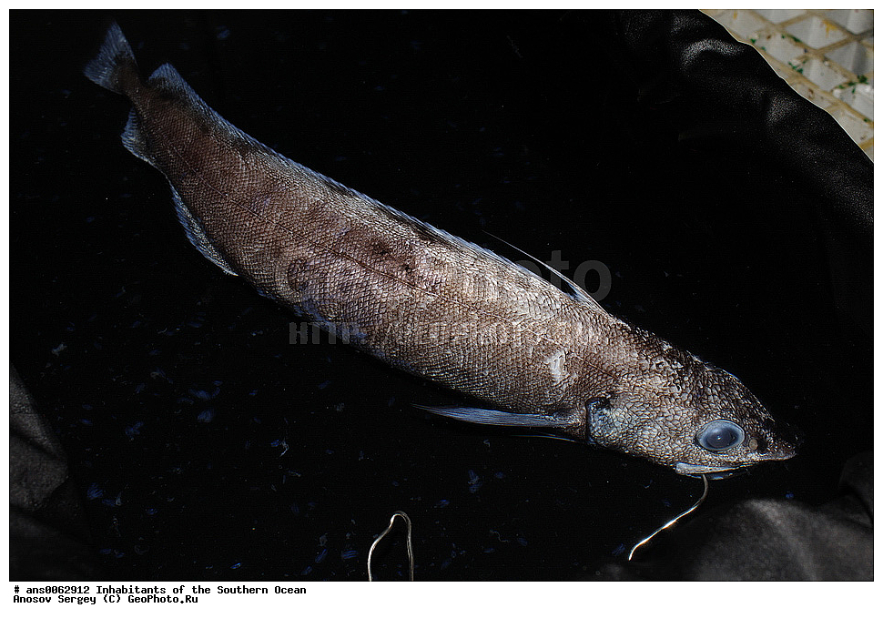 ��������, ��������, ����, ����, �����, �����, ���������, �������������, �����, XYZ, �������, Moridae, ���������� ��������, Antimora rostrata