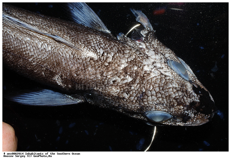 ��������, ��������, ����, ����, �����, �����, ���������, �������������, �����, XYZ, �������, Moridae, ���������� ��������, Antimora rostrata