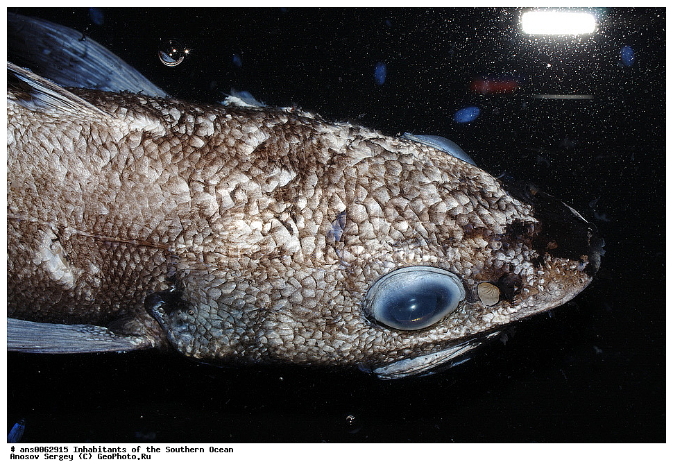 ��������, ��������, ����, ����, �����, �����, ���������, �������������, �����, XYZ, �������, Moridae, ���������� ��������, Antimora rostrata