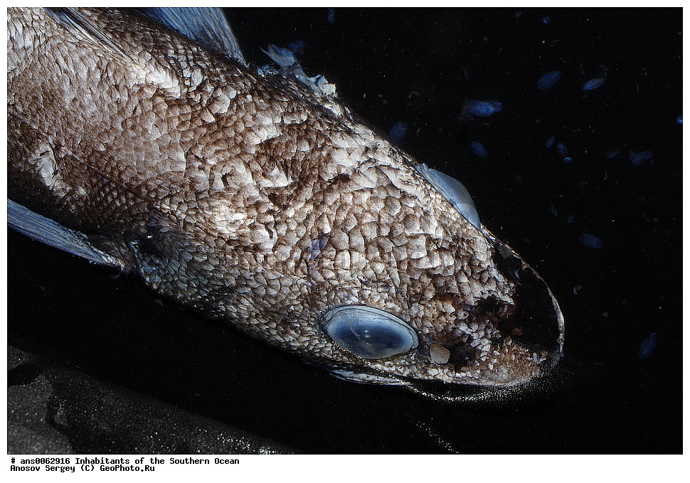 ��������, ��������, ����, ����, �����, �����, ���������, �������������, �����, XYZ, �������, Moridae, ���������� ��������, Antimora rostrata