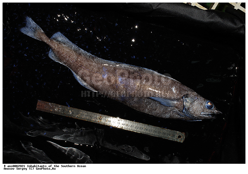 ��������, ��������, ����, ����, �����, �����, ���������, �������������, �����, XYZ, �������, Moridae, ���������� ��������, Antimora rostrata