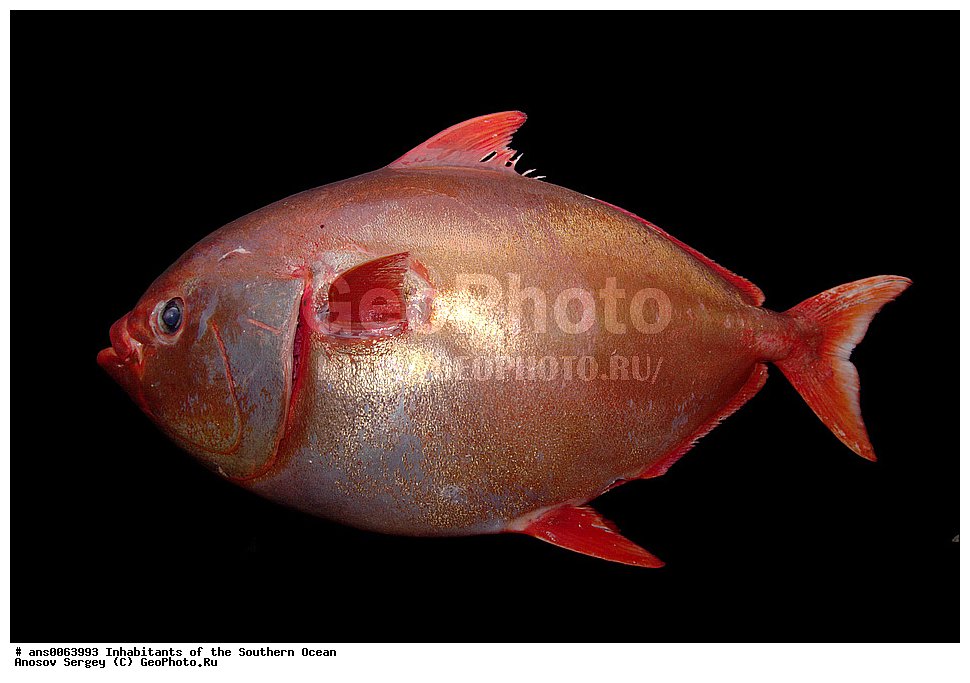 ��������, ��������, ����, ����, �����, �����, ���������, �������������, �����, XYZ, ��������, Lampridae, ���������� ����, Lampris immaculatus