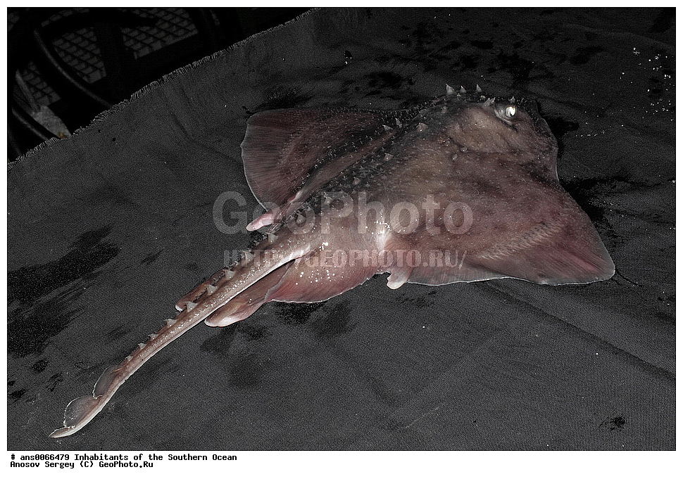 ��������, ��������, ����, ����, �����, �����, ���������, �������������, �����