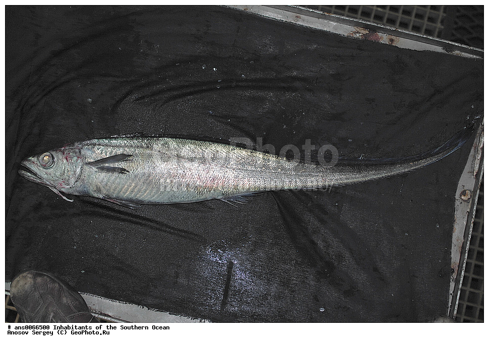��������, ��������, ����, ����, XYZ, �����, �����, ���������, �������������, �����, ����������, Merlucciidae, ������������ ����������, ������������ ����������, ������������� �������, Macruronus magellanicus