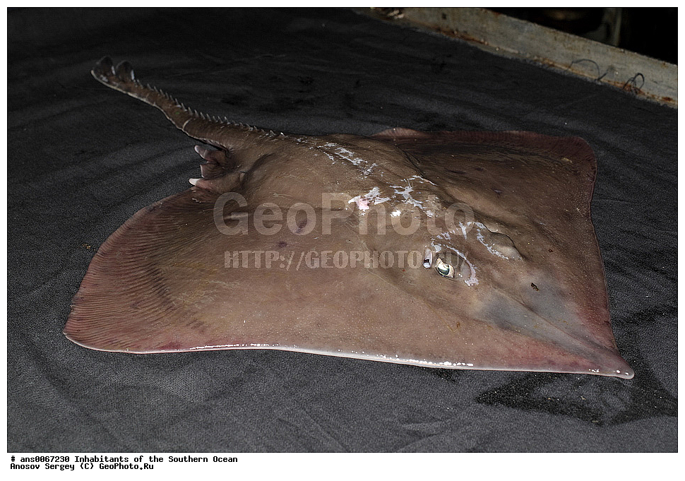 ��������, ��������, ����, ����, �����, �����, ���������, �������������, �����, XYZ, �������� �����, Rajidae, ��������� ����, ���������� ����, Zearaja chilensis, Raja flavirostris