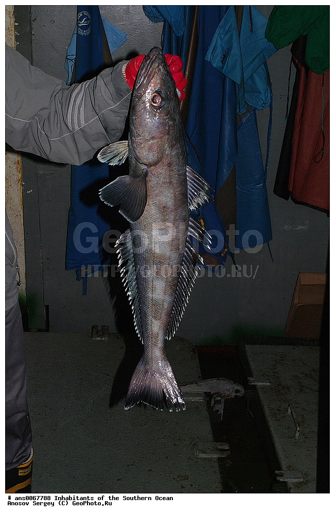 ��������, ��������, ����, ����, �����, �����, ���������, �������������, �����, XYZ, ������������, Nototheniidae, ����������� ������, Dissostichus eleginoides