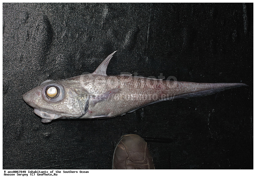 ��������, ��������, ����, ����, �����, �����, ���������, �������������, �����, XYZ, ��������������, ������������, Macrouridae, ����������������� ��������, ������������ ��������, Macrourus holotrachys