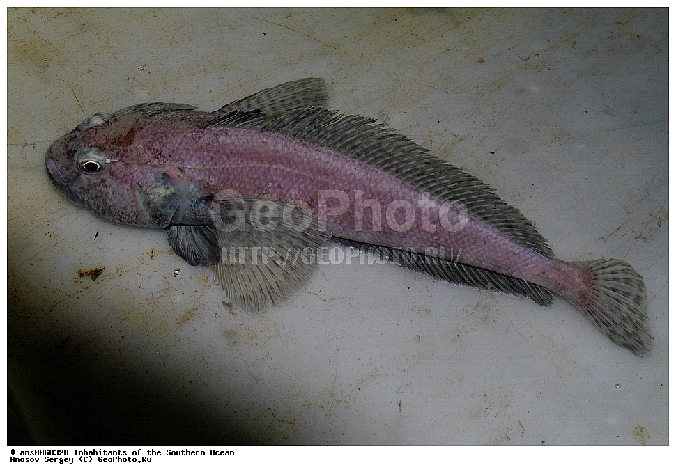 ��������, ��������, ����, ����, �����, �����, ���������, �������������, �����, XYZ, ������������, Nototheniidae, ����������� ���������, Lepidonotothen squamifrons