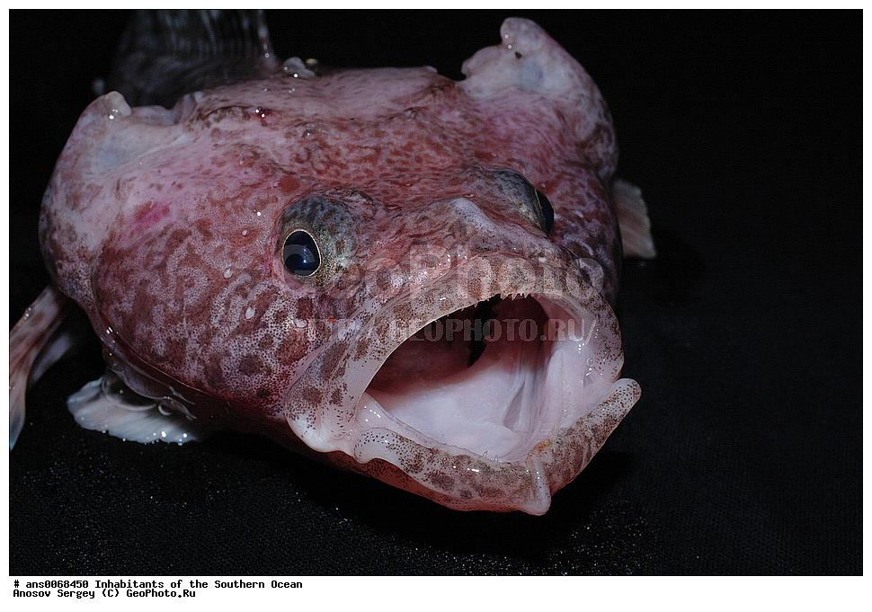 ��������, ��������, ����, ����, �����, �����, ���������, �������������, �����, XYZ, ������������, Artedidraconidae ��������������� ���������, ���������� ���������, Pogonophryne sp.