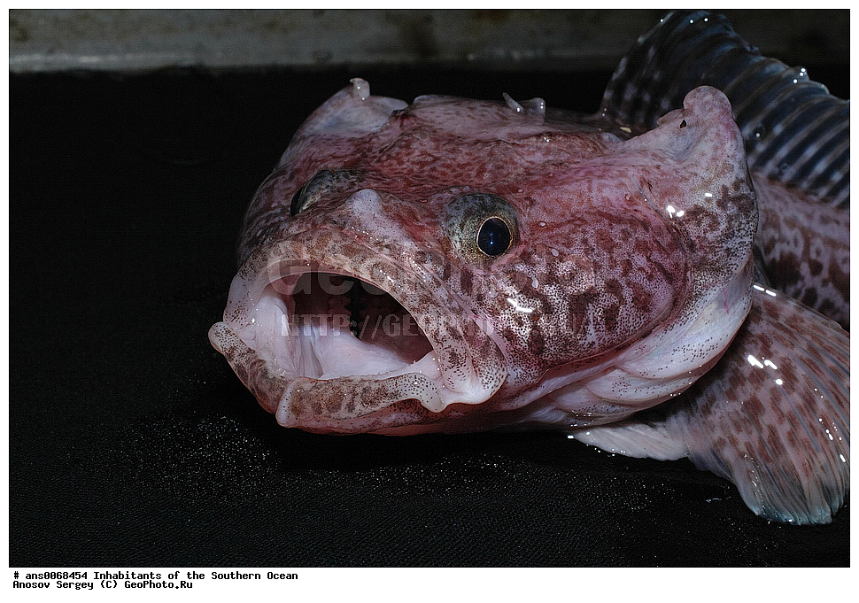 ��������, ��������, ����, ����, �����, �����, ���������, �������������, �����, XYZ, ������������, Artedidraconidae ��������������� ���������, ���������� ���������, Pogonophryne sp.