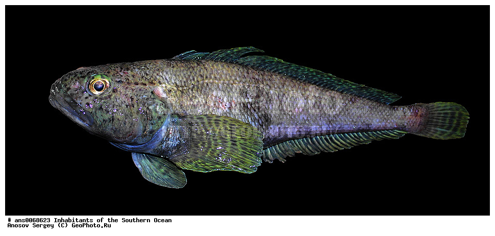 ��������, ��������, ����, ����, XYZ, �����, �����, ���������, �������������, �����, ������������, Nototheniidae, ��������� �����������, ����������������� ��������� ���������, Notothenia coriiceps