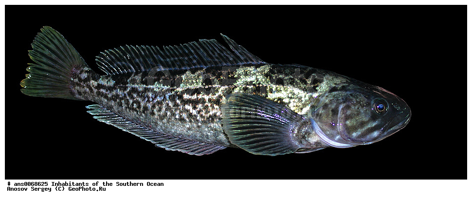 ��������, ��������, ����, ����, �����, �����, ���������, �������������, �����, XYZ, ������������, Nototheniidae, ��������� ���������, Notothenia rossi
