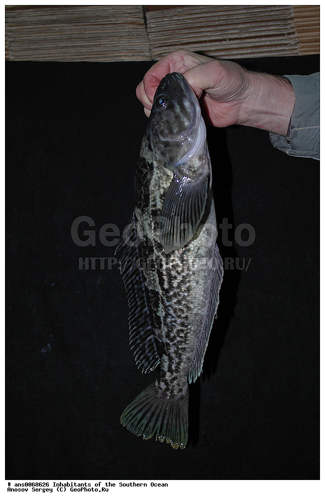 ��������, ��������, ����, ����, �����, �����, ���������, �������������, �����, XYZ, ������������, Nototheniidae, ��������� ���������, Notothenia rossi