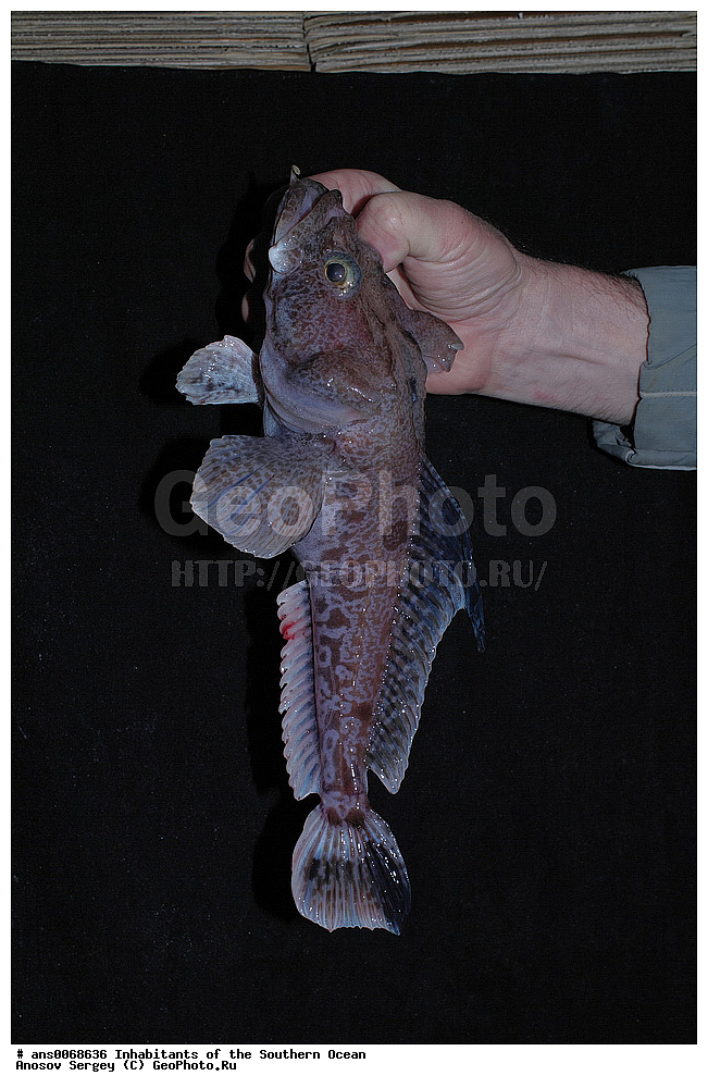 ��������, ��������, ����, ����, �����, �����, ���������, �������������, �����, XYZ, ������������, Artedidraconidae ��������������� ���������, ���������� ���������, Pogonophryne sp.