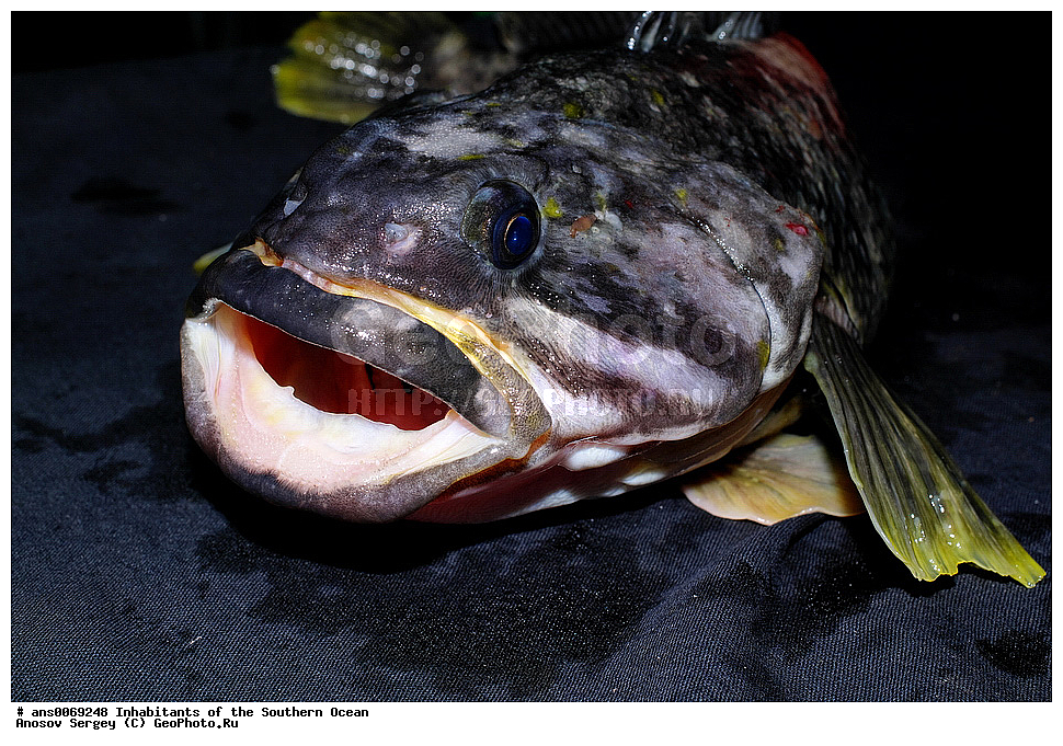 ��������, ��������, ����, ����, XYZ, �����, �����, ���������, �������������, �����, ������������, Nototheniidae, ��������� �����������, ����������������� ��������� ���������, Notothenia coriiceps