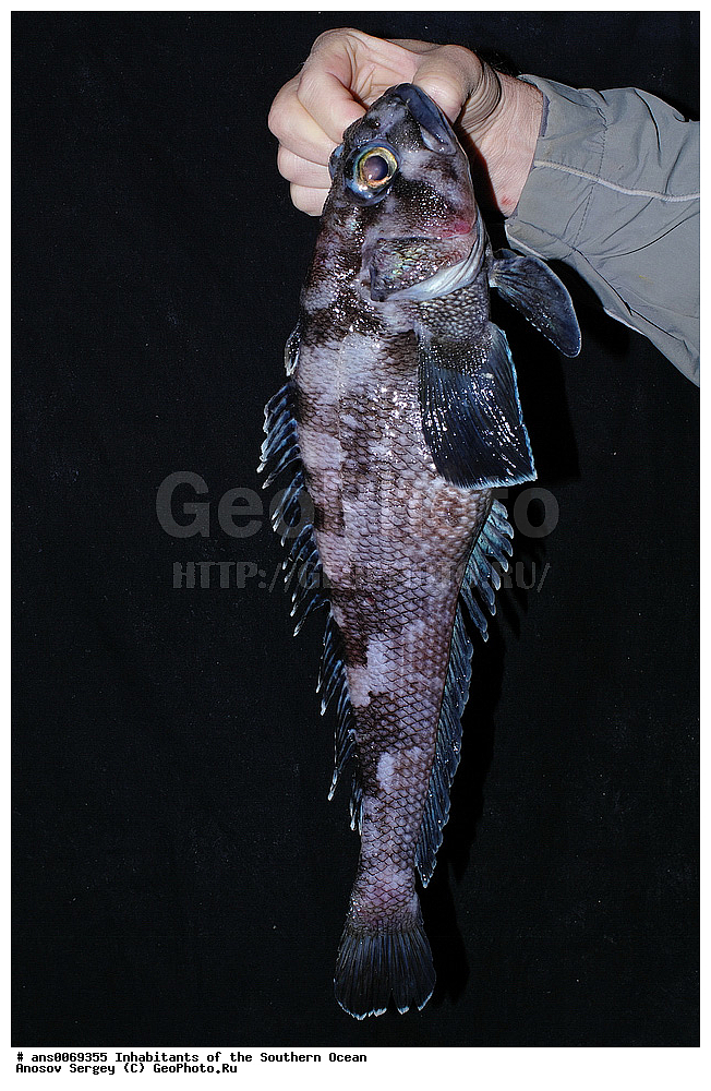 ��������, ��������, ����, ����, XYZ, �����, �����, ���������, �������������, �����, ������������, Nototheniidae, �������������� ����������� ���������, ����������� �����, ��������� �����, Lepidonotothen kempi