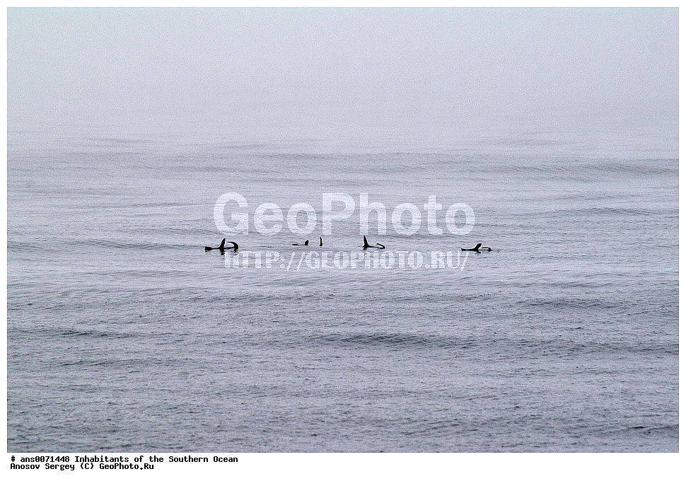 ��������, ��������, ������� �������������, ������� �������������, ������� �����, ������� �����, �����, �����, ���������, �������������, �����, XYZ, ������� ������, Otariidae, ����� ������� ���, Otaria flavescens, Otaria byronia