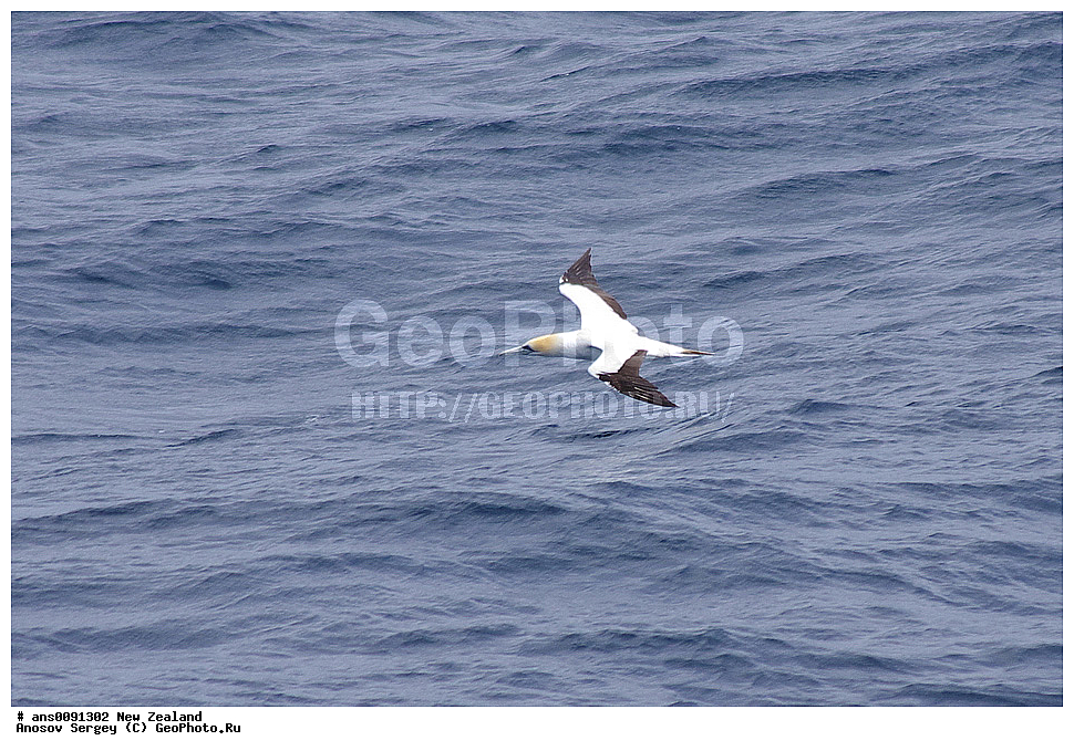 ��������, ��������, �����, �����, ��������, �����������, ������� �����, ������� �����, XYZ, ����� ��������, ��������, Sulidae, ������������� �����, Morus serrator