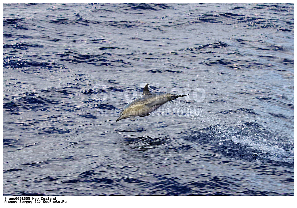 ��������, ��������, �������������, �������������, �����, �����, ������� �������������, ������� �������������, ������� �����, ������� �����, XYZ, ����� ��������, ��������, �����������, Delphinidae, �������-���������, ������������ �������, Delphinus delphis