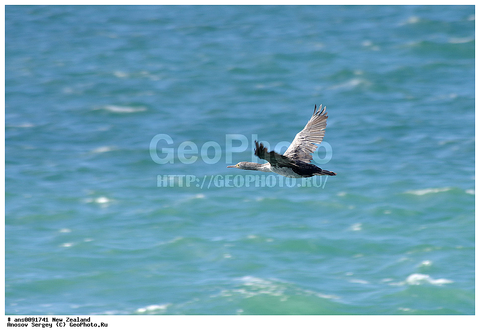 ��������, ��������, �����, �����, ��������, �����������, ������� �����, ������� �����, XYZ, ����� ��������, ����������, Phalacrocoracidae, ϸ����� ������, ������� ������, Phalacrocorax varius