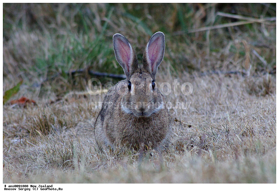 ��������, ��������, �������������, �������������, �����, �����, �������, XYZ, ����� ��������, ��������, Leporidae, ����� ������, ����������� ������, Oryctolagus cuniculus