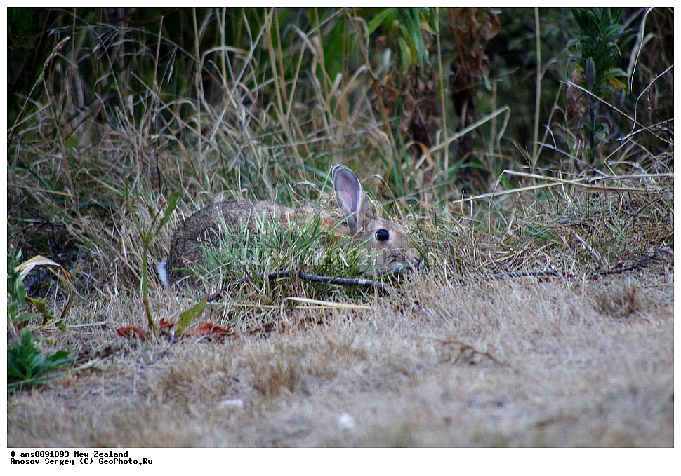 ��������, ��������, �������������, �������������, �����, �����, �������, XYZ, ����� ��������, ��������, Leporidae, ����� ������, ����������� ������, Oryctolagus cuniculus