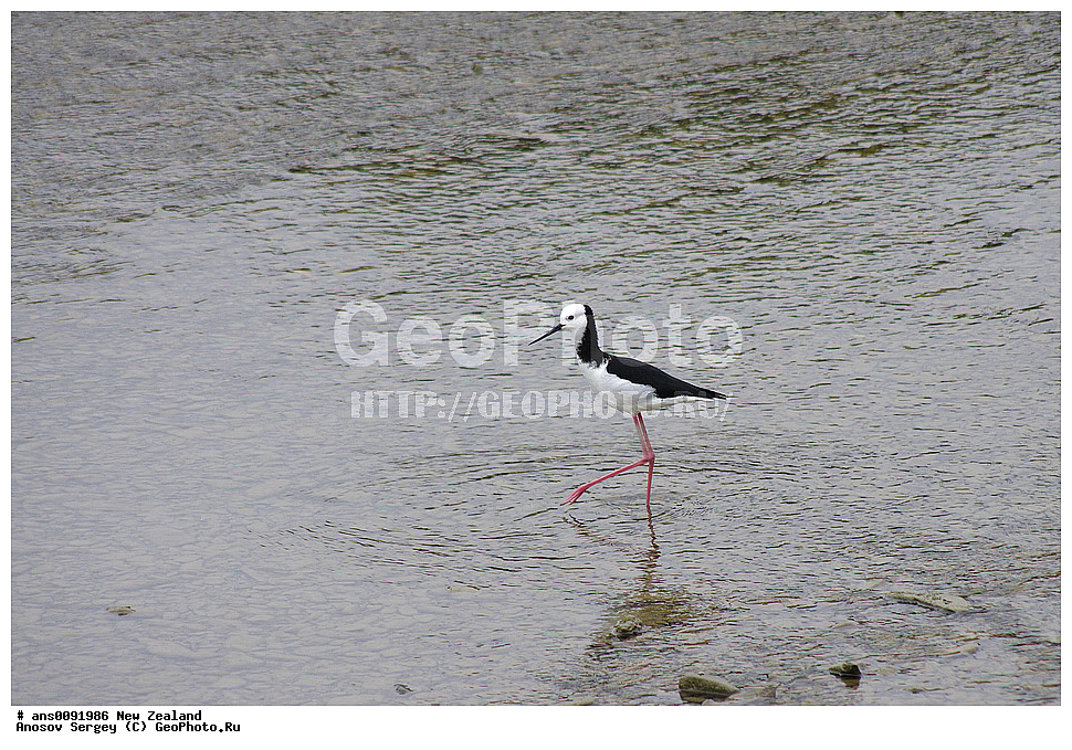 ��������, ��������, �����, �����, ��������, �����������, �����, ������, XYZ, ����� ��������, �������������, Recurvirostridae, ����������, Himantopus himantopus