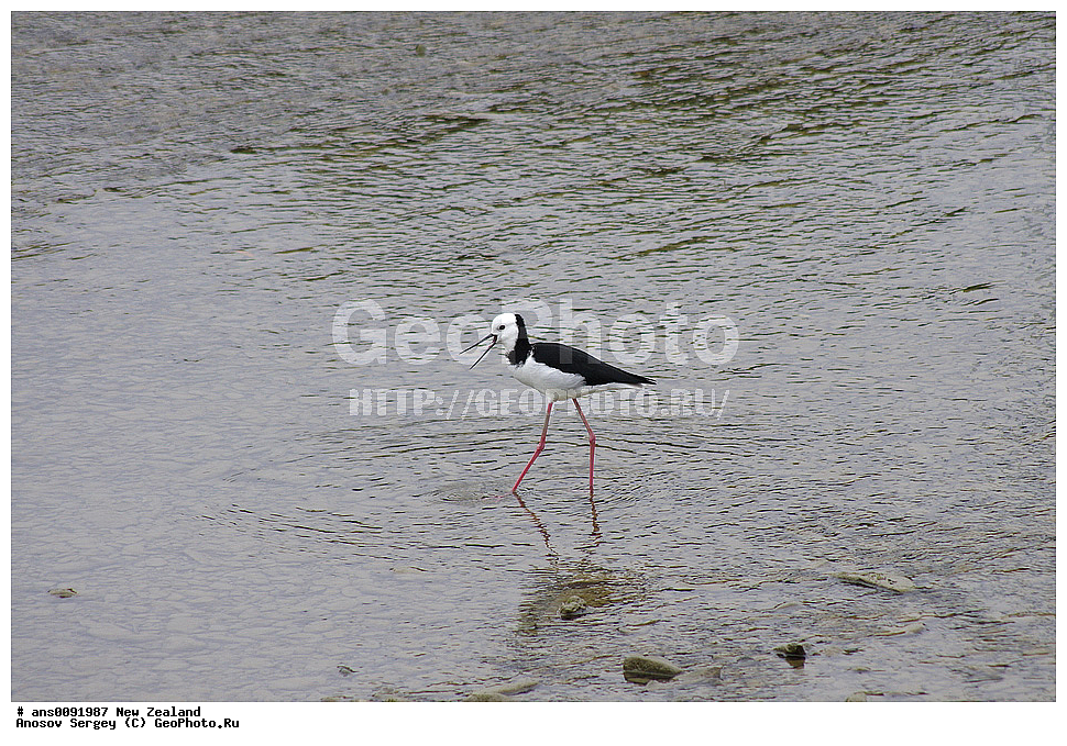 ��������, ��������, �����, �����, ��������, �����������, �����, ������, XYZ, ����� ��������, �������������, Recurvirostridae, ����������, Himantopus himantopus