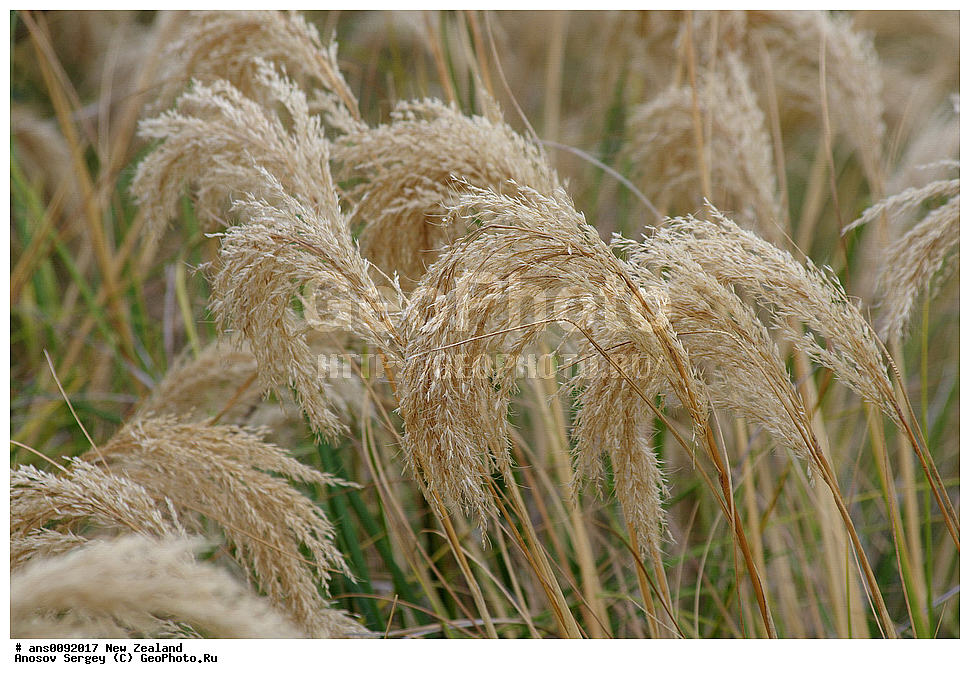 ������ ��������, �����, ��������,  ���������� ��������, ������� ��������, ������, �����, ����� ��������, XYZ, �����, ����������, Gramineae, Poaceae, ��������� �����, ���������� �����, ���������� ���������, Cortaderia selloana