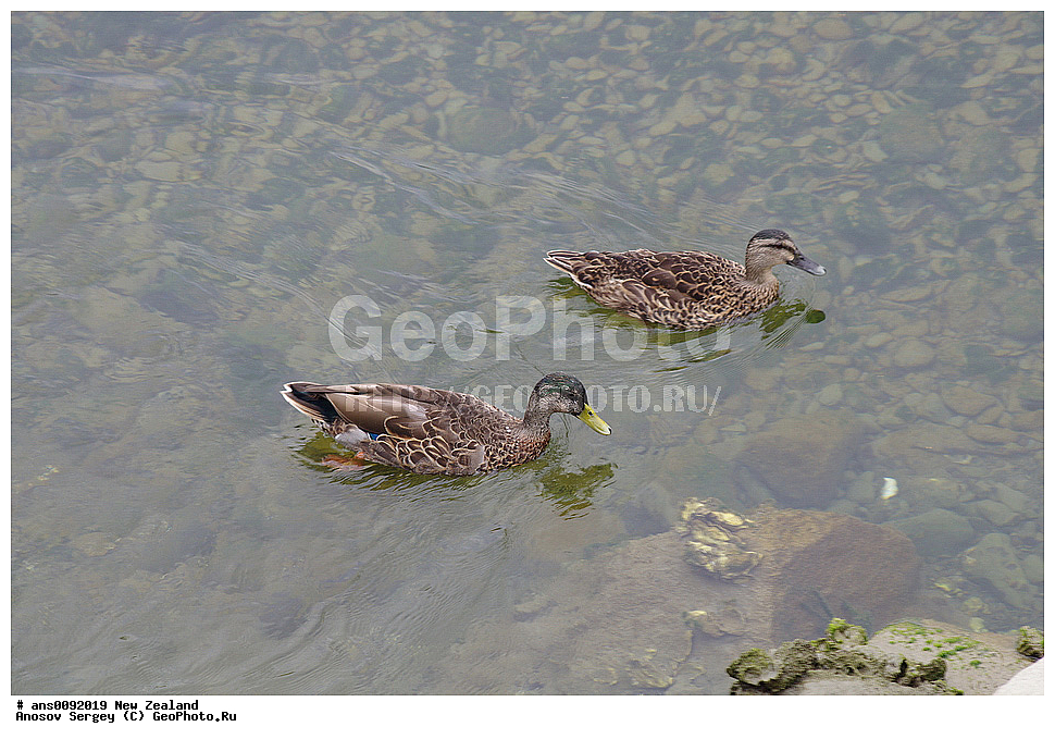 ��������, ��������, �����, �����, ��������, �����������, �����������������, ������������� �����, ������������� �����, XYZ, ����� ��������, ������, Anatidae, ������, Anas platyrhynchos