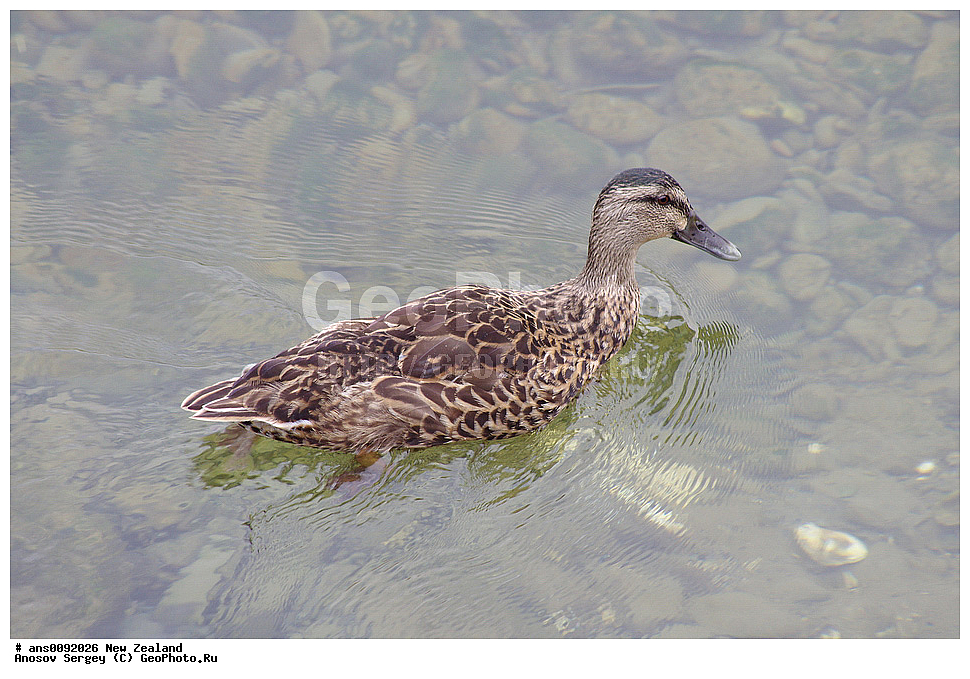 ��������, ��������, �����, �����, ��������, �����������, �����������������, ������������� �����, ������������� �����, XYZ, ����� ��������, ������, Anatidae, ������, Anas platyrhynchos