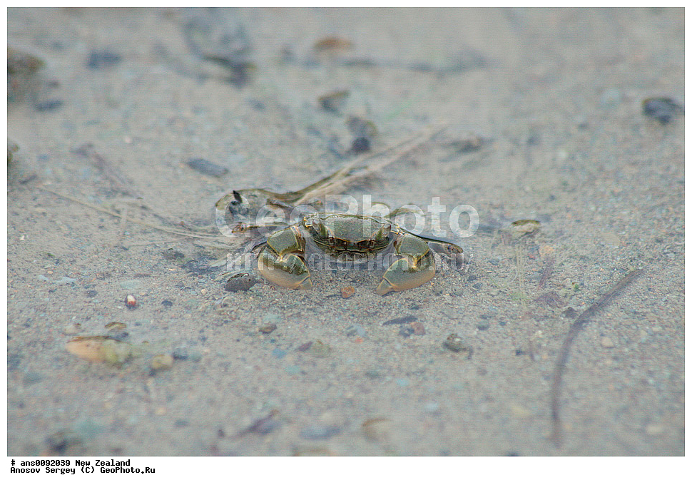 ��������, ��������, ����, �������������, XYZ, ����� �������� Varunidae, ������� ����, Austrohelice crassa