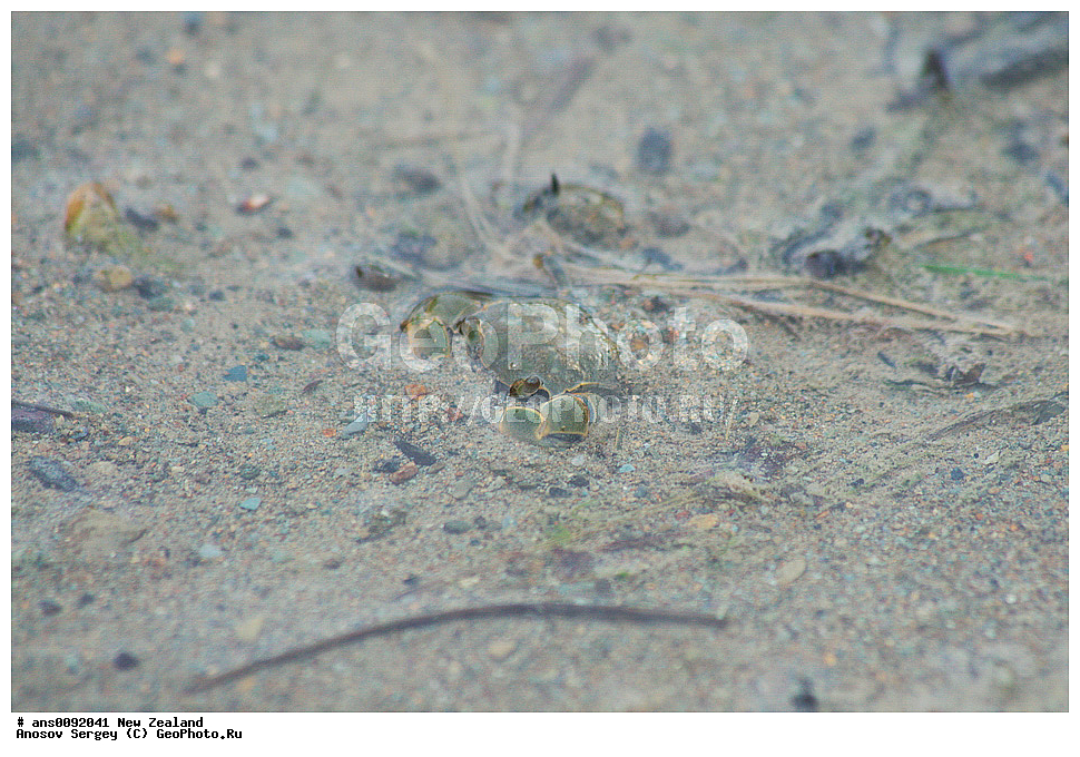 ��������, ��������, ����, �������������, XYZ, ����� �������� Varunidae, ������� ����, Austrohelice crassa