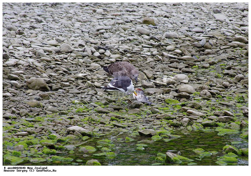 ��������, ��������, �����, �����, ��������, �����������, ������� �����, ������� �����, XYZ, ����� ��������, ��������, Laridae, ������������� �����, Larus dominicanus