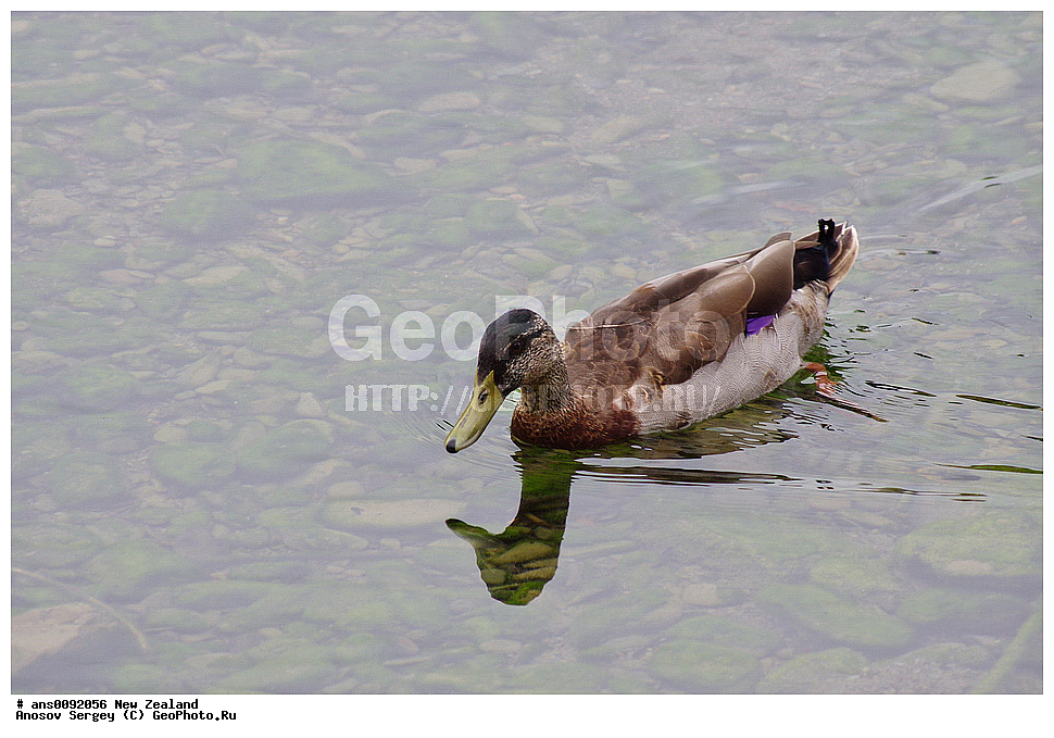 ��������, ��������, �����, �����, ��������, �����������, �����������������, ������������� �����, ������������� �����, XYZ, ����� ��������, ������, Anatidae, ������, Anas platyrhynchos