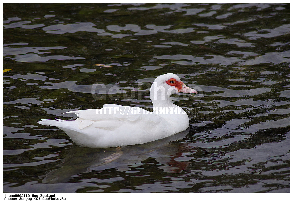 ��������, ��������, �����, �����, ��������, �����������, �����������������, ������������� �����, ������������� �����, XYZ, ����� ��������, ������, Anatidae ��������� ����, Cairina moschata