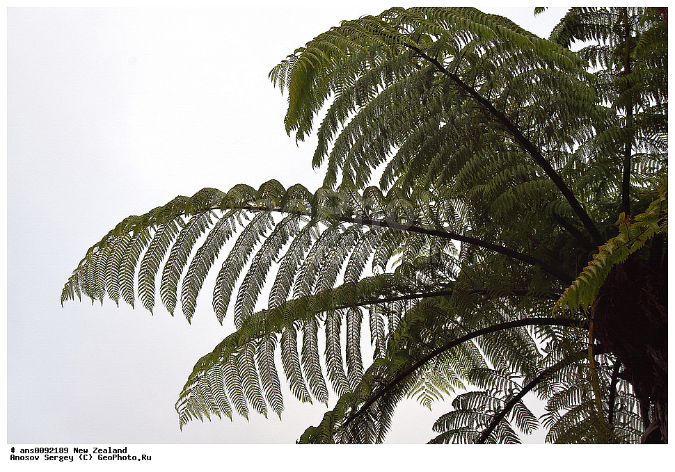 ������ ��������, �����, ��������,  ���������� ��������, ������� ��������, XYZ, ����� ��������, ���������, Cyatheaceae, ������ �����������, ���������� ����������, Cyathea dealbata