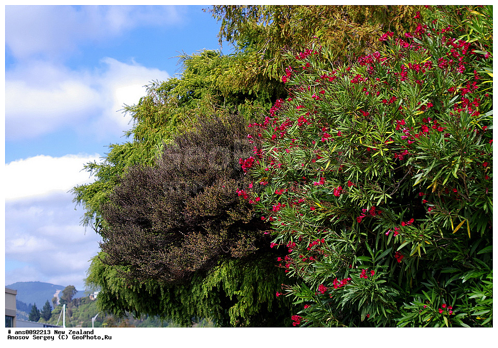 ������ ��������, �����, ��������,  ���������� ��������, ������� ��������, ������, �����, XYZ, ����� ��������, ��������, Apocynaceae, ������� ������������, Nerium oleander, Nerium odorum