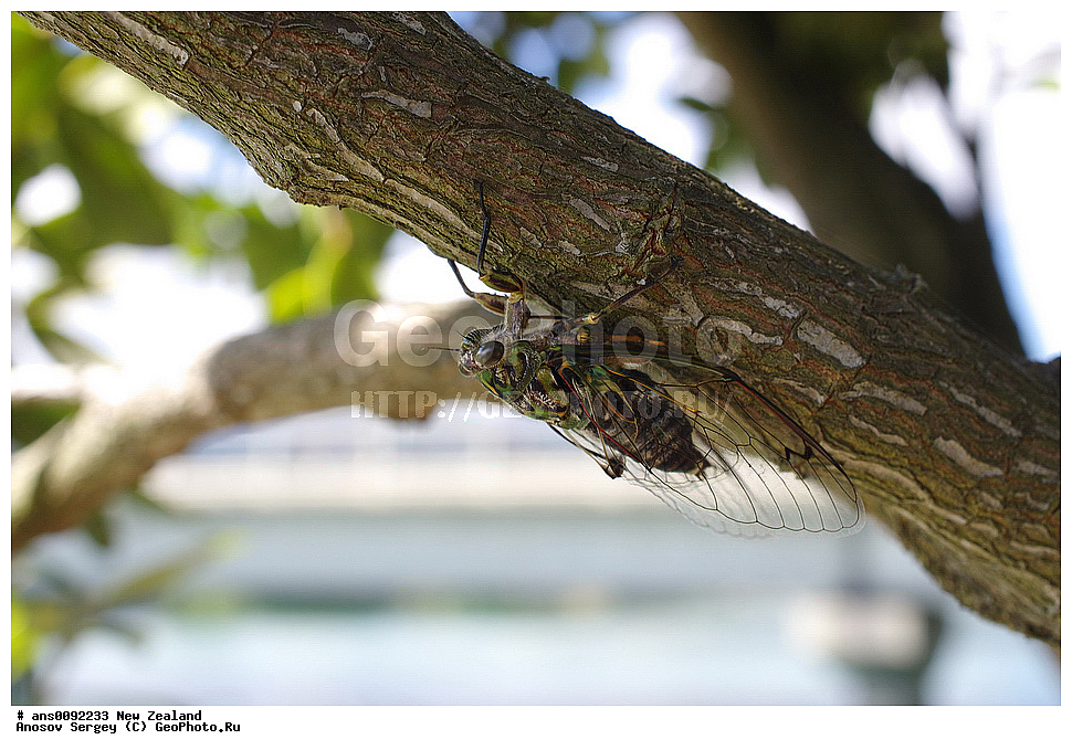 ��������, ��������, ���������, ���������, XYZ, ����� ��������, ������, Cicadidae, �������������� ������, Kikihia sp., ��������������, �������������, ��������������