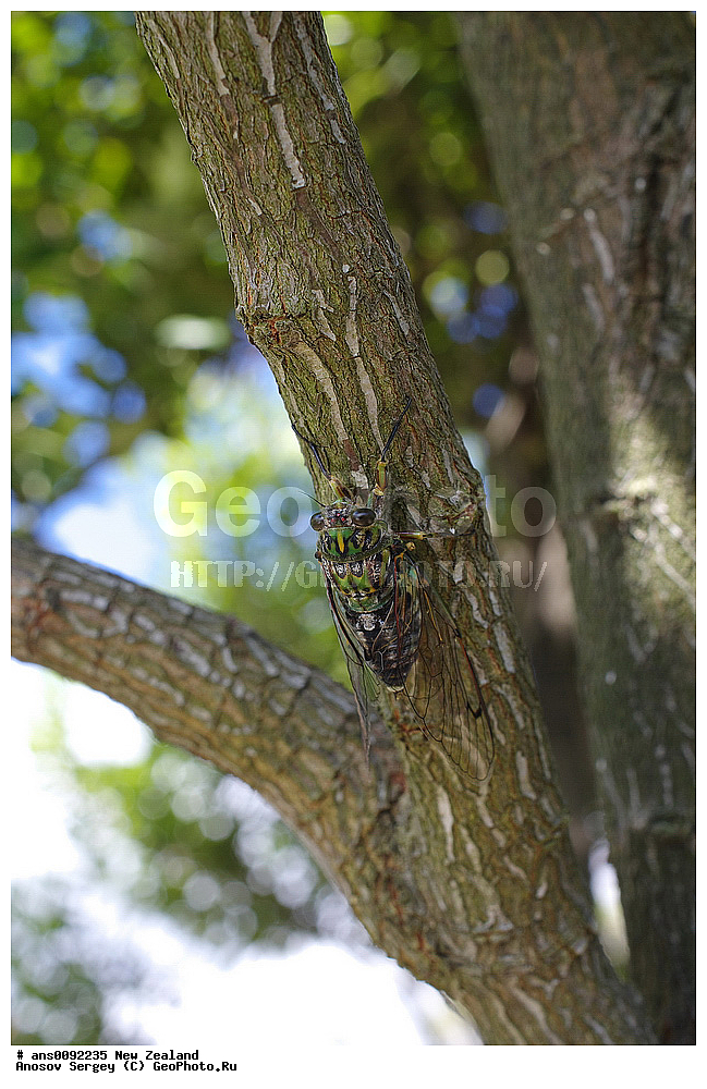 ��������, ��������, ���������, ���������, XYZ, ����� ��������, ������, Cicadidae, �������������� ������, Kikihia sp., ��������������, �������������, ��������������