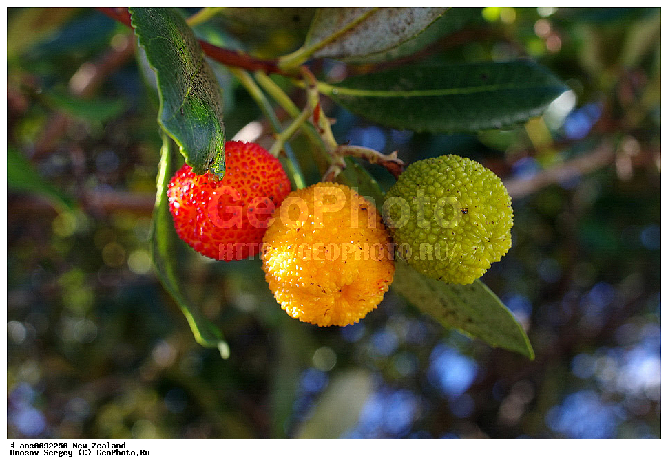 ������ ��������, �����, ��������,  ���������� ��������, ������� ��������, ����, �����, ����� ��������, XYZ, ����������, Sapindaceae, ��������� ����, ����, Litchi chinensis