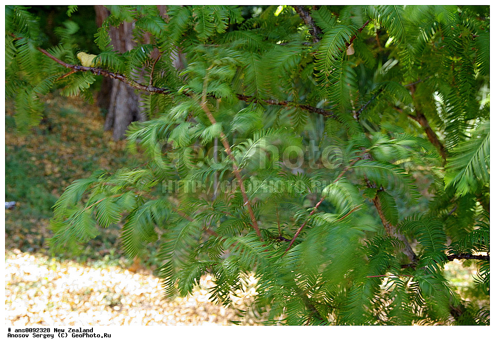 ������ ��������, �����, ��������,  ���������� ��������, ������� ��������, XYZ, ����� ��������, �����������, Cupressaceae, ����������� �����������������, Metasequoia glyptostroboides