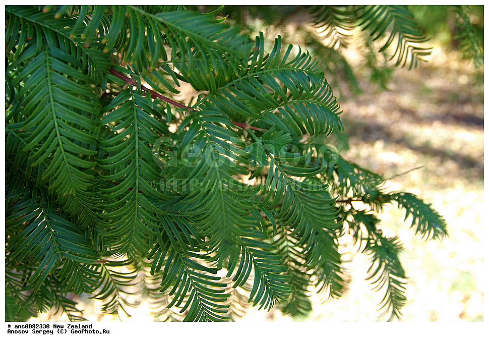 ������ ��������, �����, ��������,  ���������� ��������, ������� ��������, XYZ, ����� ��������, �����������, Cupressaceae, ����������� �����������������, Metasequoia glyptostroboides