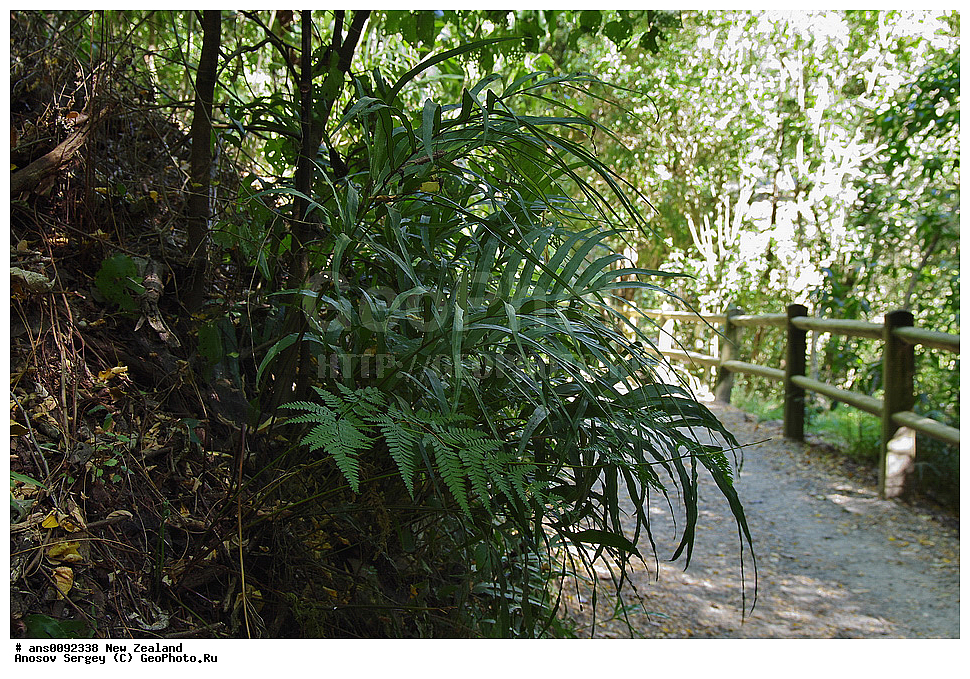 ������ ��������, �����, ��������,  ���������� ��������, ������� ��������,  ����� ��������, ����������, Pteridaceae, ������, Pteris sp.