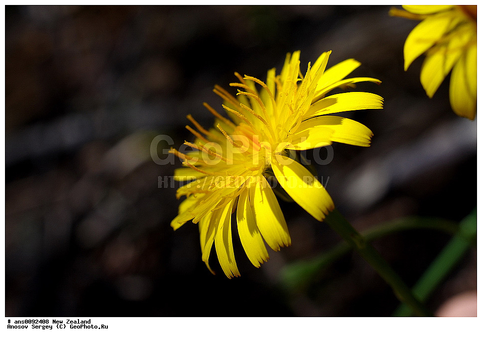 ������ ��������, �����, ��������,  ���������� ��������, ������� ��������, ������, �����, XYZ, ����� ��������, ��������, �������������, Asteraceae, Compositae, ����������, Hieracium sp.