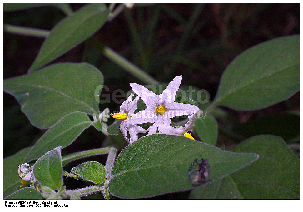 ������ ��������, �����, ��������,  ���������� ��������, ������� ��������, ������, �����, ����������, ���������, Solanaceae